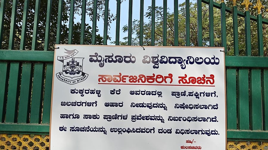 <div class="paragraphs"><p>Earlier the University of Mysore (UoM) had also put a ban on feeding of stray dogs near the lake premises. </p></div>