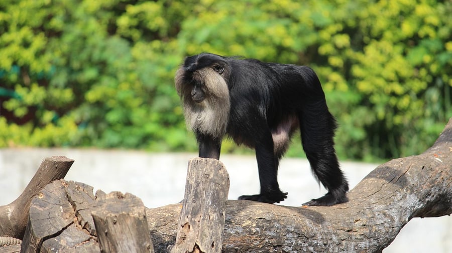 <div class="paragraphs"><p>Representative image of a baboon.</p></div>