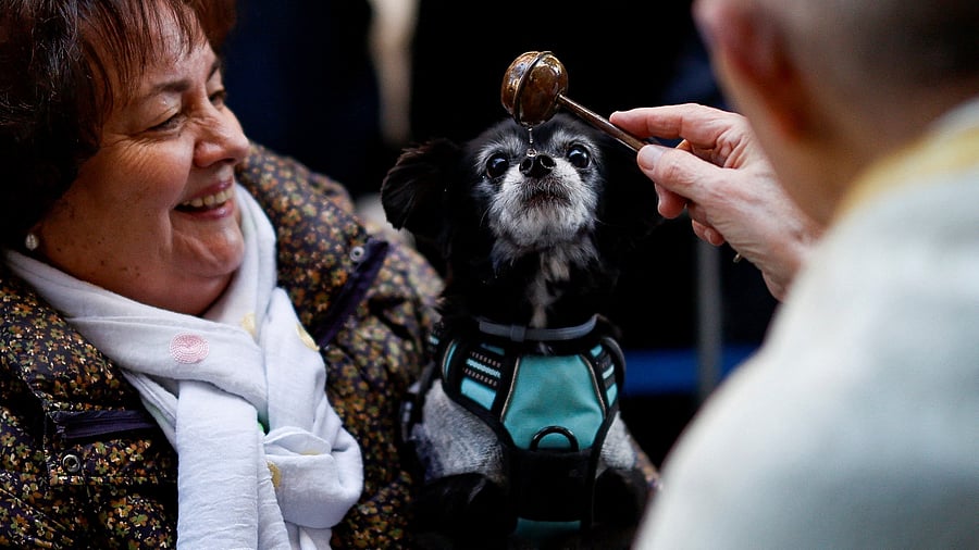 <div class="paragraphs"><p>A priest blesses a dog at San Anton Church during celebrations on the feast of Spain's patron saint of animals, Saint Anthony, in Madrid, January 17, 2025.</p></div>