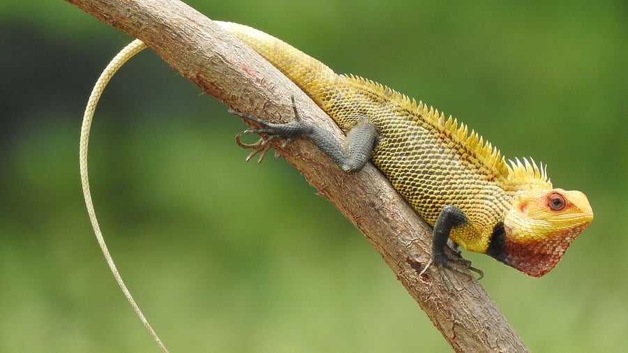 Oriental garden lizard. (Pic by author)