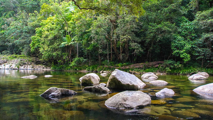 <div class="paragraphs"><p>A glimpse of the Daintree National Park.</p></div>