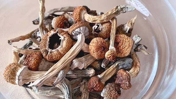<div class="paragraphs"><p>Representative image showing magic mushrooms.</p></div>