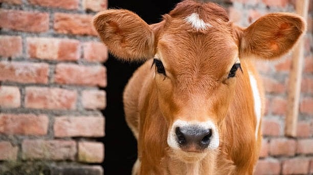 <div class="paragraphs"><p>Sources in the premium institution confirmed that the remarks were made by Kamatkoti and they added that he being an 'organic farmer,' he spoke at the goshala event and there was a larger context to his remarks.</p></div>