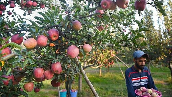 <div class="paragraphs"><p>Kashmiri apples on a tree in an orchard during the harvesting season, in Budgam district.</p></div>