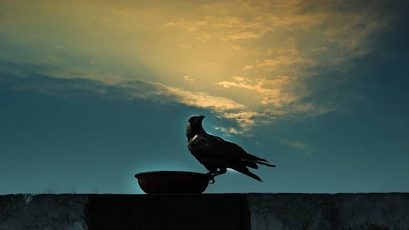 <div class="paragraphs"><p>As many as 51 crows were found dead in different parts of Udgir town.</p><p>(Representative image)</p></div>