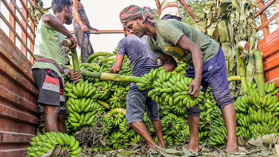 <div class="paragraphs"><p>Labourers unload bunches of bananas from a truck at a wholesale market. (Image for representation)</p></div>
