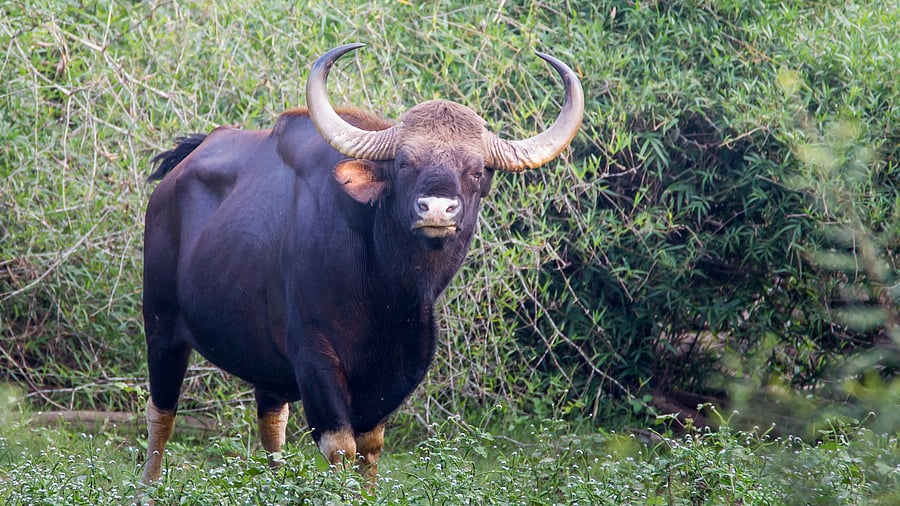 <div class="paragraphs"><p>Representative images showing a bison.</p></div>