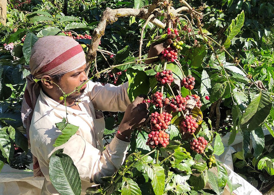 <div class="paragraphs"><p>A labourer harvesting Robusta coffee cherry at Kalasa in Chikkamagaluru. </p></div>