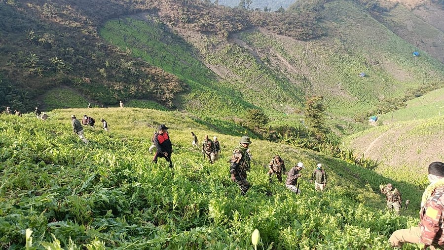 <div class="paragraphs"><p>Special squads comprising personnel  destroy poppy plantations, mainly in Kuki-dominated Churachandpur, Kangpokpi and Naga-dominated&nbsp;Ukhrul district.</p></div>