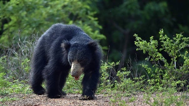 <div class="paragraphs"><p>A sloth bear. (Image for representation)</p></div>