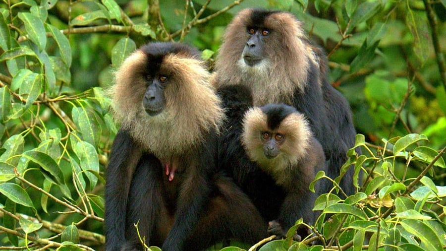 <div class="paragraphs"><p>Lion Tailed Macaque</p></div>