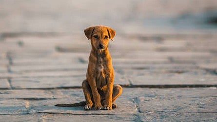 <div class="paragraphs"><p>A puppy. (Image for representation)</p></div>
