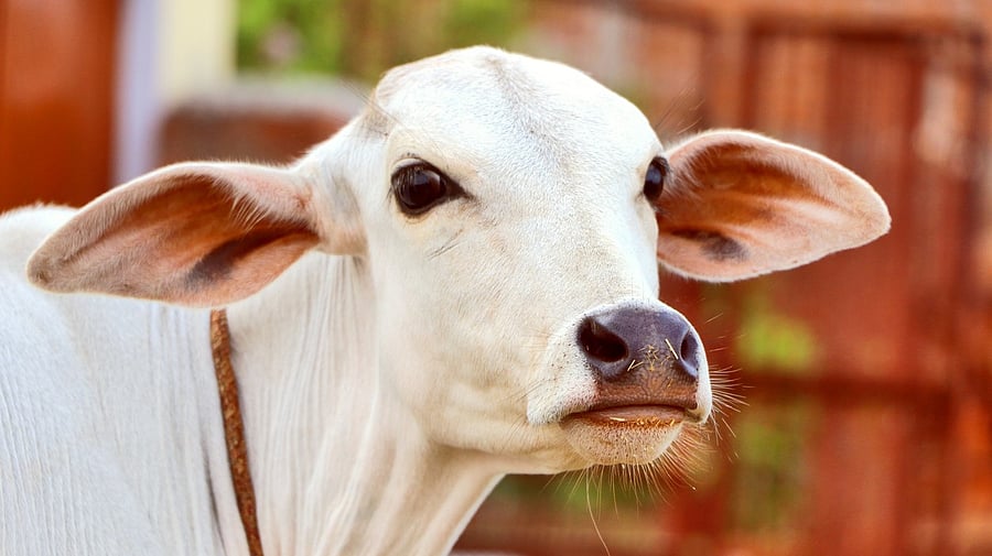 <div class="paragraphs"><p>Image showing a cow. For representational purposes.</p></div>