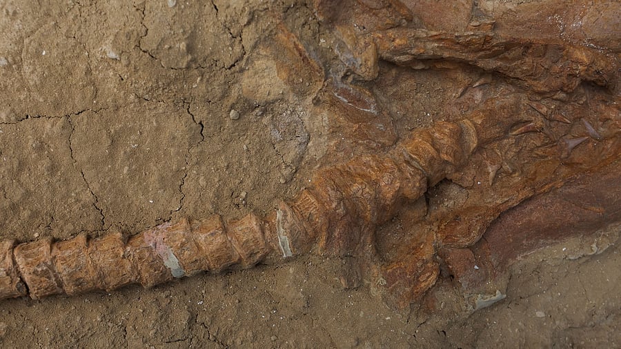 <div class="paragraphs"><p>Part of a 9-million-year-old fossil of a relative of the great white shark is on display after it was unveiled by paleontologists, in Lima. </p></div>