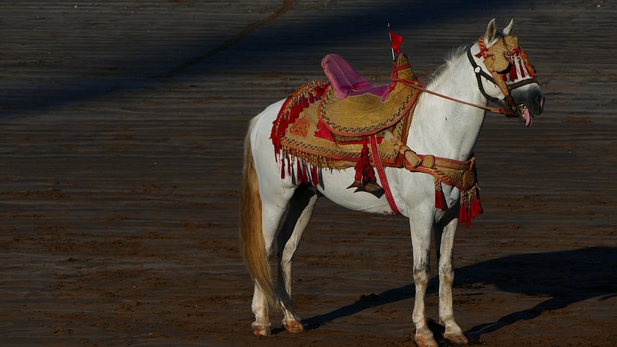 <div class="paragraphs"><p>Image for representation.</p></div>