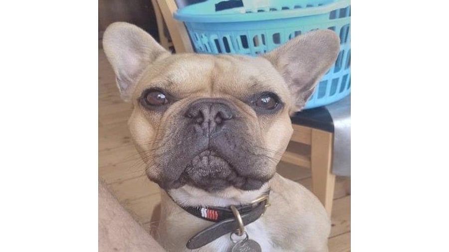 <div class="paragraphs"><p>French bulldog Bob.</p></div>