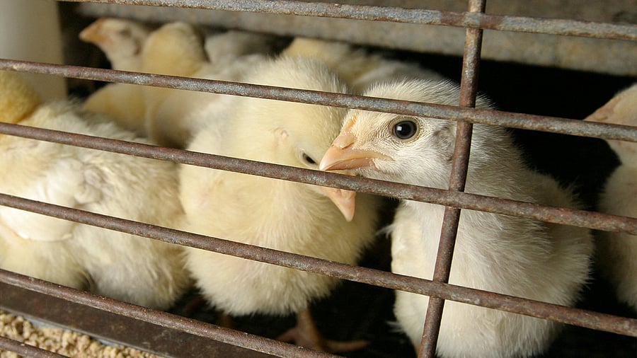 <div class="paragraphs"><p>Chicks at a farm</p></div>