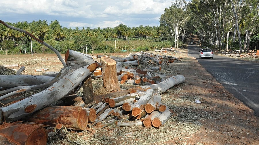 <div class="paragraphs"><p>Inspection of 71 files related to tree felling in the Virajpet division had shown multiple violations in many permits with officials estimating that total value of teak and rosewood trees cut down during the period to cross Rs 100 crore. (Representative image) </p></div>
