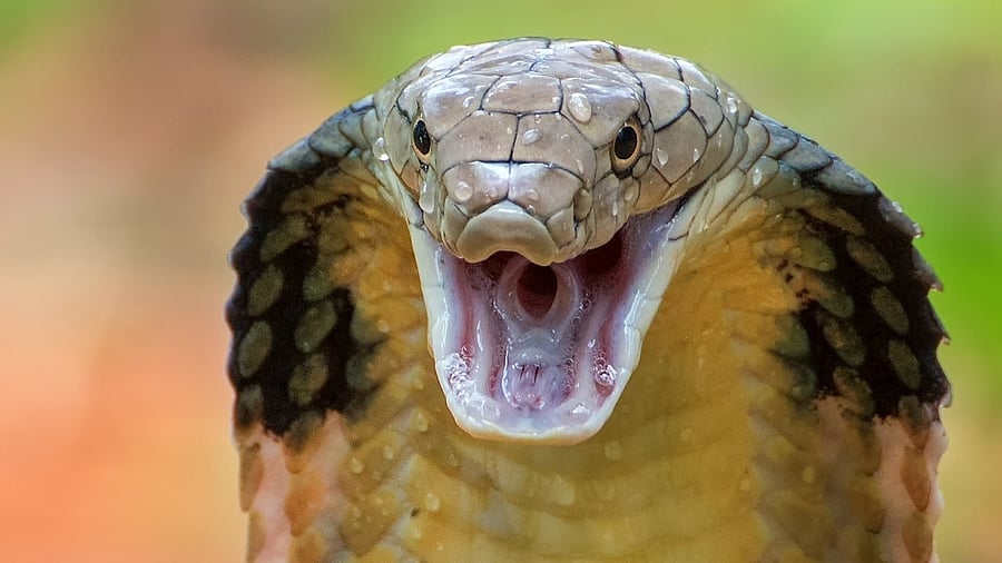<div class="paragraphs"><p>Representative image of cobra.</p></div>