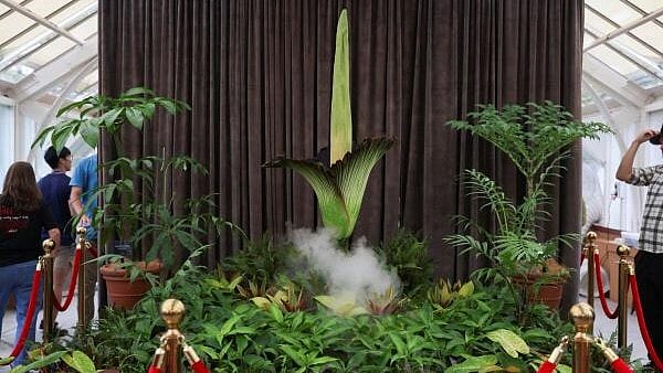 <div class="paragraphs"><p>A view of a blossoming Bunga Bangkai, nicknamed the 'corpse flower' for its stench, at the Botanic Gardens of Sydney in Sydney, Australia.</p></div>