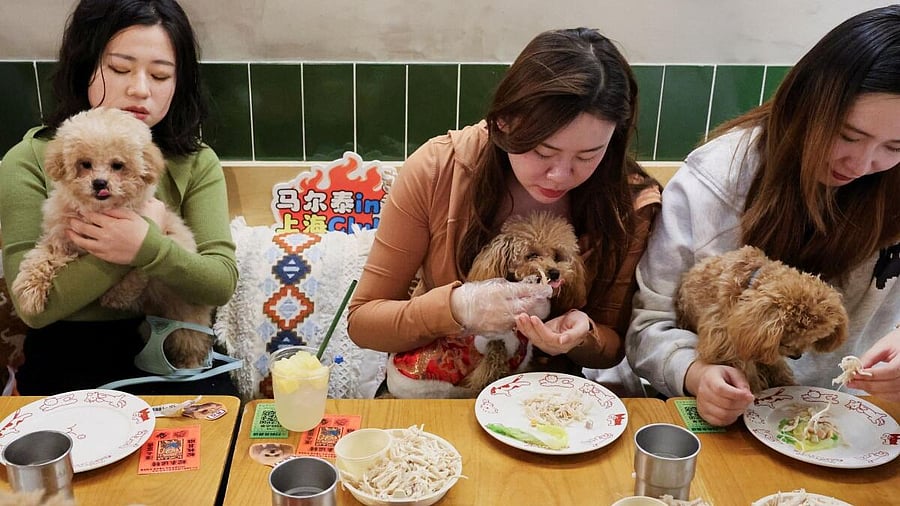 <div class="paragraphs"><p>Dog owners feed their dogs during a dinner for dogs event ahead of the Lunar New Year at Kong Shan Yunnan Bistro restaurant in Shanghai</p></div>