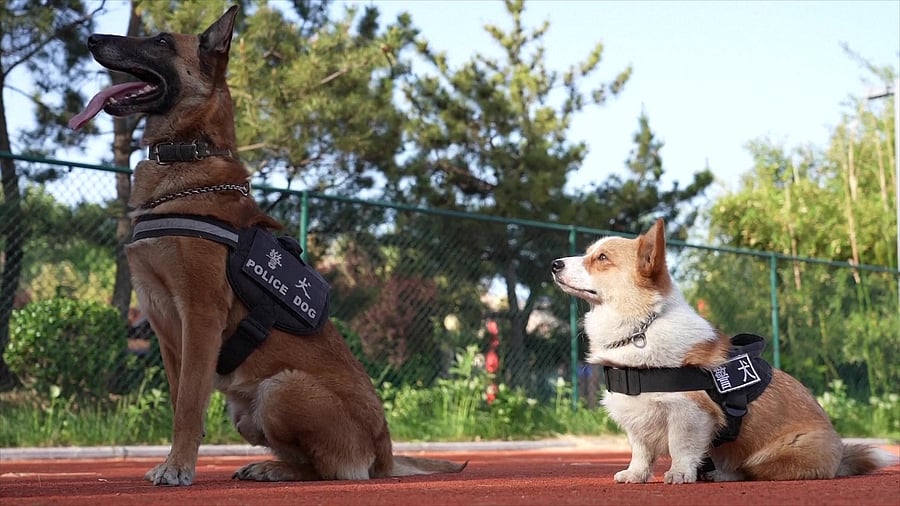 <div class="paragraphs"><p>Fuzai with one of his German Shepherd colleagues.</p></div>