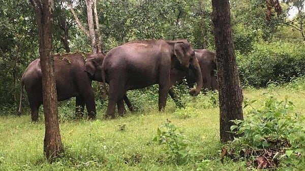 <div class="paragraphs"><p>Two representative statistics in the data are cattle kill and crop damage, providing a clue about the challenges in wildlife management. The number of cattle kills largely hovered around 2,000 till five years ago.</p></div>