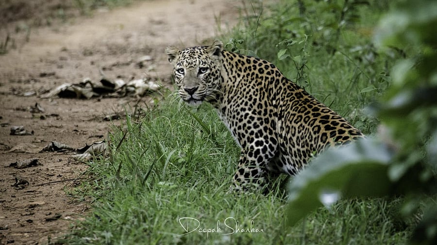 <div class="paragraphs"><p>A leopard in Bandipur, Karnataka.</p></div>