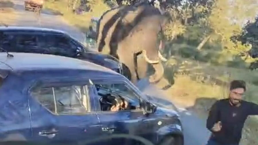 <div class="paragraphs"><p>Video grab of the jumbo chasing a motorbike rider.</p></div>