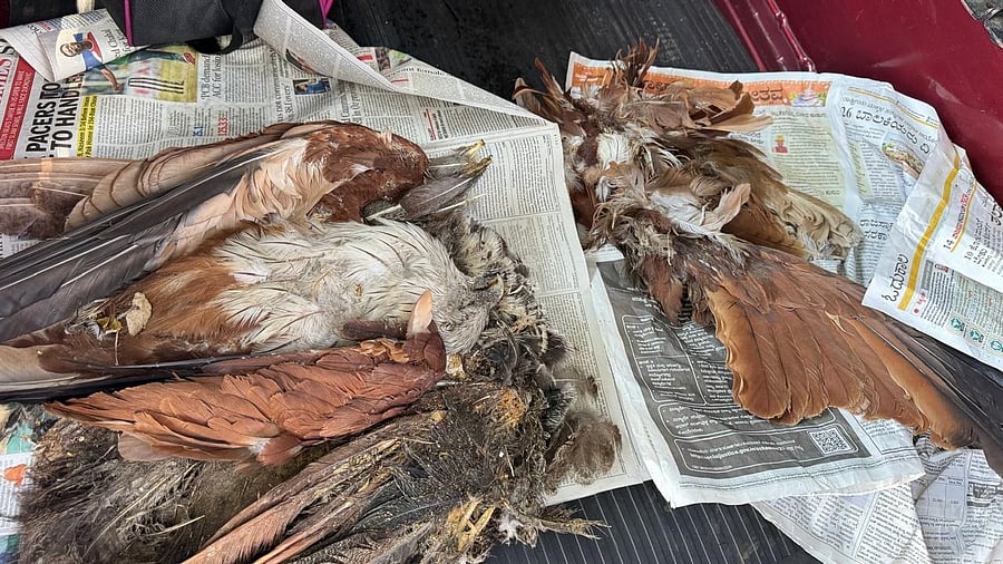 <div class="paragraphs"><p>Bird carcasses recovered from National Highway 275 between Bengaluru and Mysuru.</p></div>