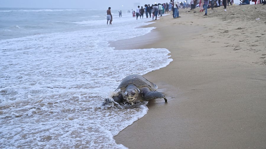 <div class="paragraphs"><p>A dead Olive Ridley is washed on shore at Marina Beach, in Chennai, India, November 24, 2024. </p></div>