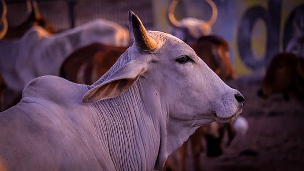 <div class="paragraphs"><p>A cow. (Image for representation)</p></div>