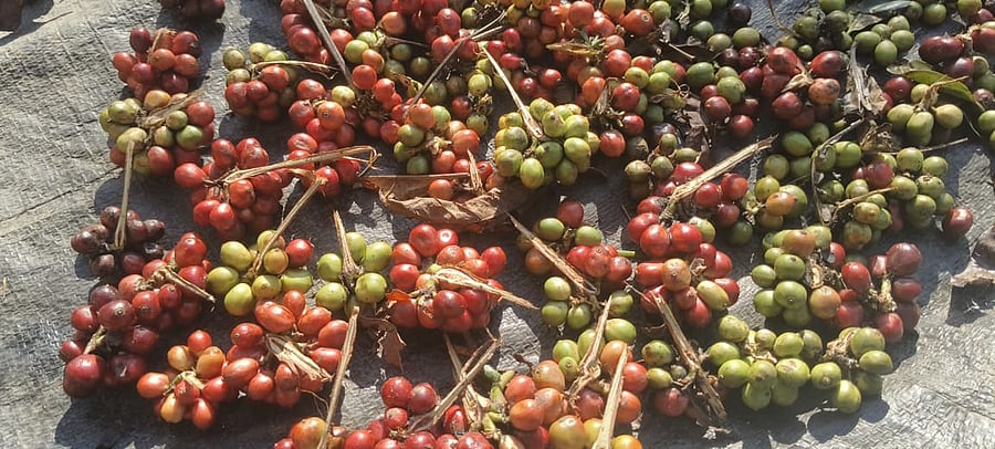<div class="paragraphs"><p>Coffee cherries plucked along with clusters at a plantation in Athigere of Mudigere taluk. </p></div>
