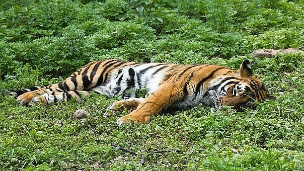 <div class="paragraphs"><p>Representative image of a dead tiger.</p></div>