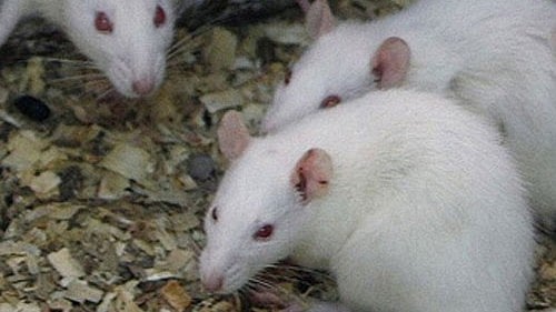 <div class="paragraphs"><p>Mice. Representative image. </p></div>