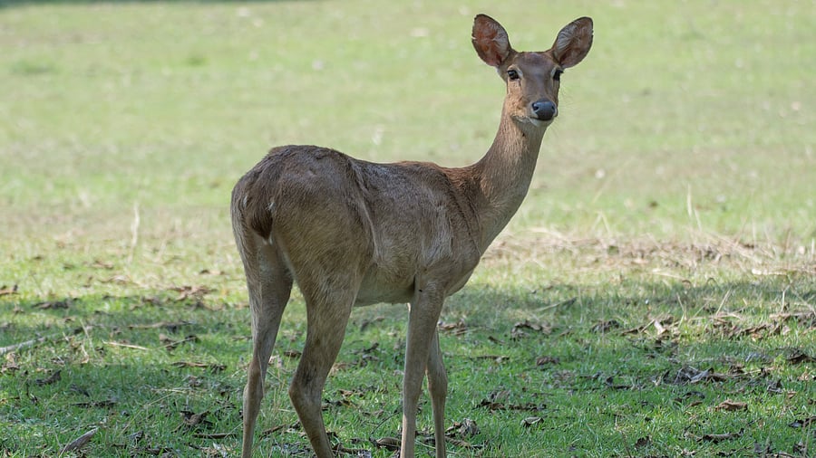 <div class="paragraphs"><p>File photo of a Sangai deer.</p></div>