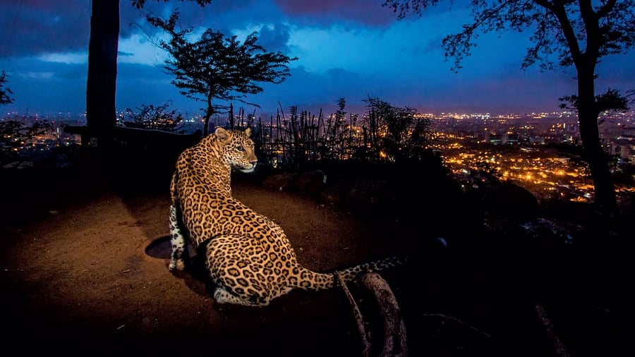 <div class="paragraphs"><p>Leopard. Representative image.</p></div>