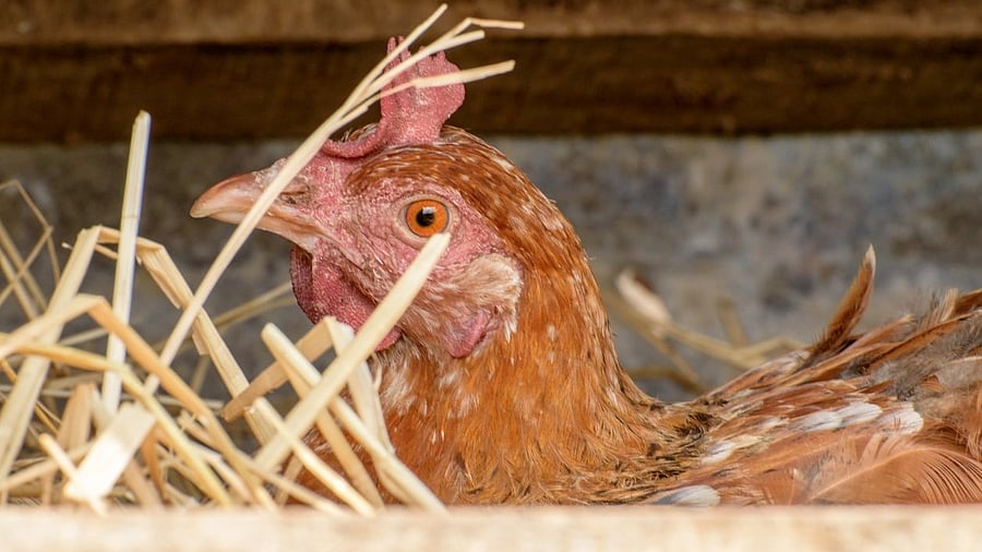 <div class="paragraphs"><p>Representative image of a chicken.</p></div>