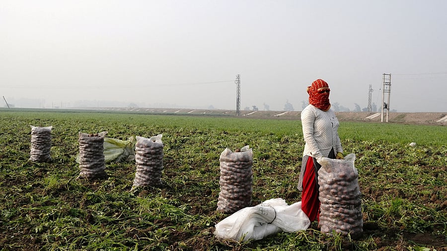 <div class="paragraphs"><p>A farm labourer stands next to sacks filled with harvested potatoes at a field in Subhri village, in Haryana.</p></div>