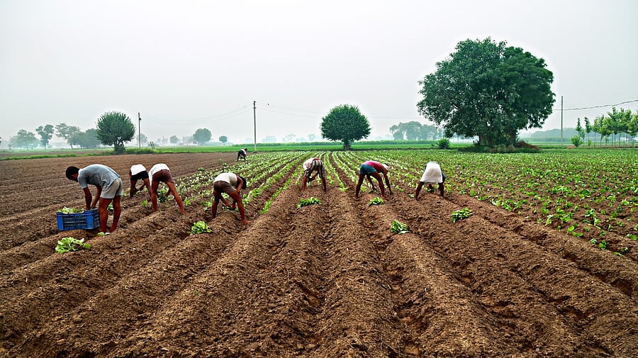 <div class="paragraphs"><p>People working on a farm.</p></div>