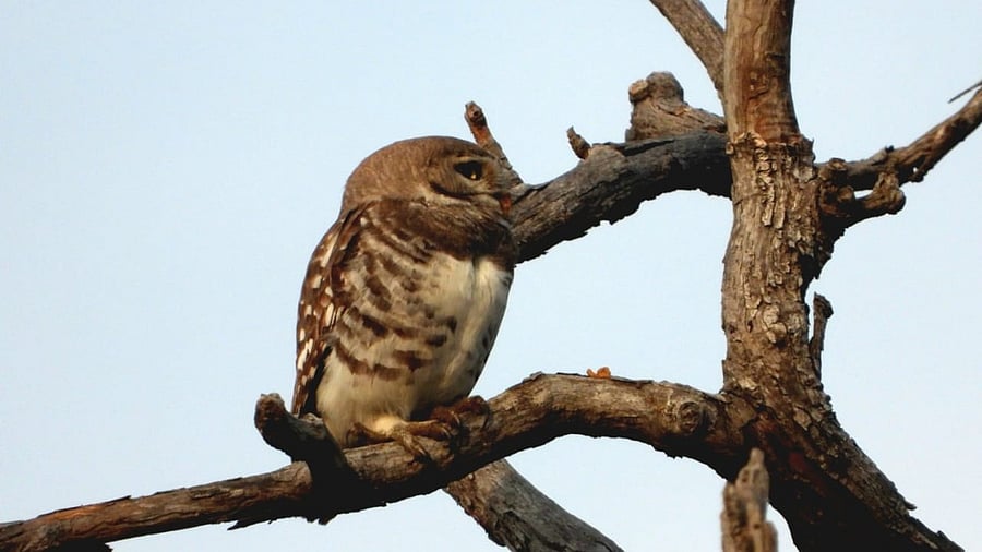 <div class="paragraphs"><p>A Forest Owlet.</p></div>