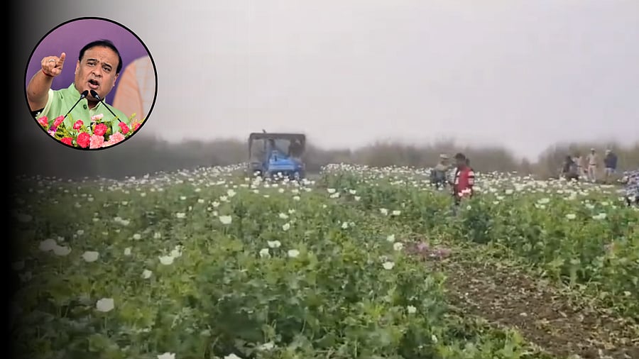 <div class="paragraphs"><p>Collage showing a screengrab from a video showing a poppy field being destroyed in Assam and CM Himanta Biswa Sarma.</p></div>