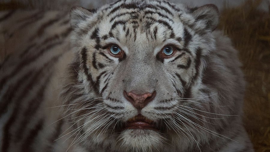 <div class="paragraphs"><p>White tiger.</p></div>