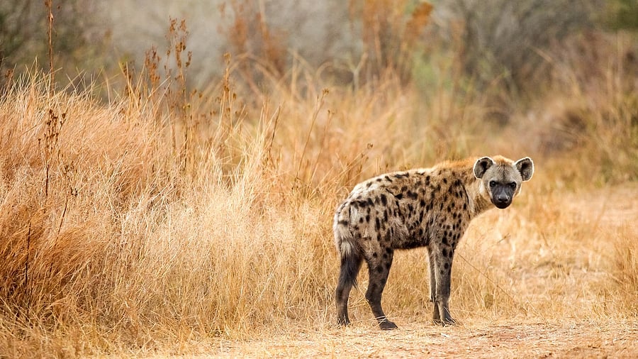 <div class="paragraphs"><p>Representative image showing&nbsp;a spotted hyena</p></div>