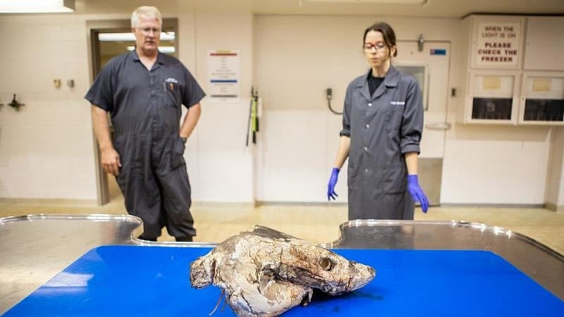 <div class="paragraphs"><p>The organization performed necropsies on three of the five beached sharks, including two that could not be moved to a lab and had to be dissected on sand that quickly soaked with blood. The group also enlisted a dive team to recover the head of the most recent casualty, a white shark found dead in November of 2023 in 30 feet of water near Halifax, Nova Scotia.</p></div>