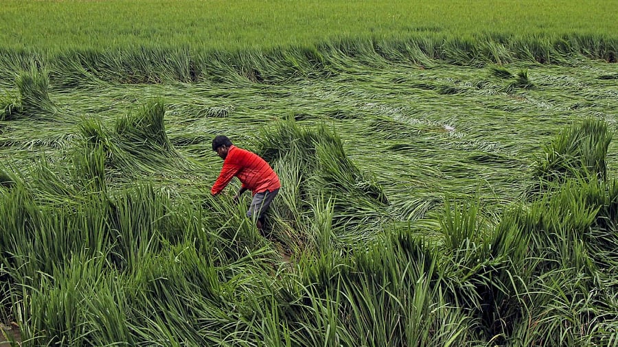 <div class="paragraphs"><p>Representative image showing a paddy field</p></div>