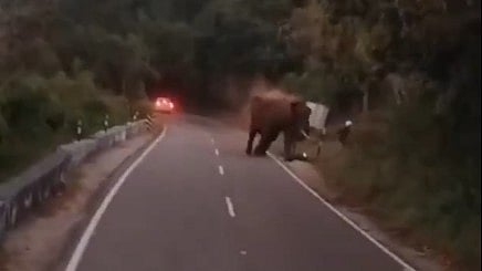 <div class="paragraphs"><p>A screengrab from the video of the elephant attacking the tourist.</p></div>