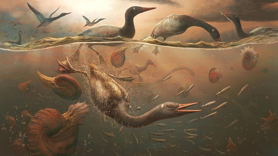 <div class="paragraphs"><p>A Cretaceous Period bird called Vegavis iaai pursuit diving for fish in the shallow ocean off the coast of the Antarctic peninsula, with nautilus-like ammonites and marine reptiles called plesiosaurs nearby, about 69 million years ago, is seen in this illustration image released on February 5, 2025. </p></div>