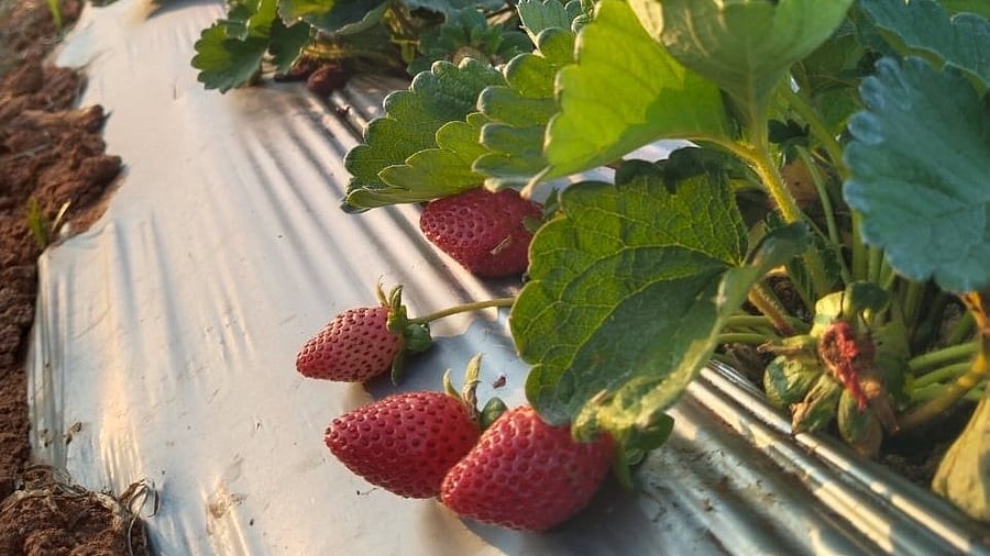 Bangalore Berry Company, with two farms in Malur, grows six strawberry varieties imported from the US, Europe, and Italy. 