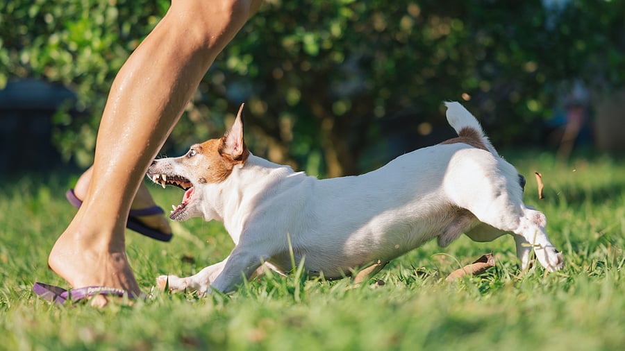 <div class="paragraphs"><p>A dog attacks a person's legs. Image for representation.</p></div>